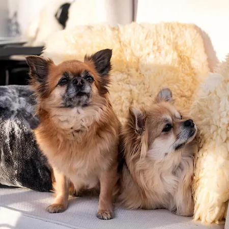 Apartamento Alpenblick